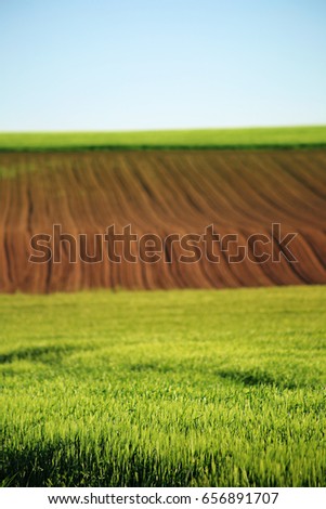 Field green and field brown arable land. plowed field. Agrarian geometry.Arable land and field with green wheat. vertical