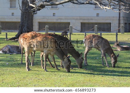 Nara deer park