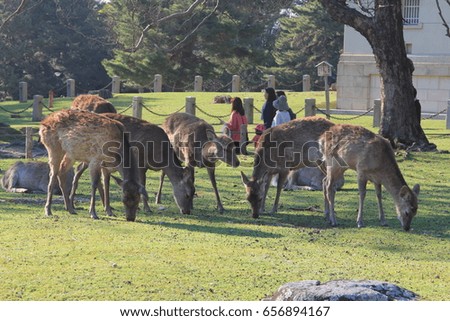 Nara Deer park Japan
