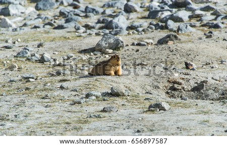 This is a photo of animal and wildlife,marmot