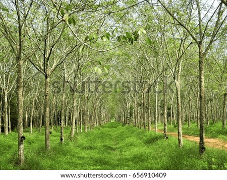Beautiful landscape of rubber plantation in Thailand