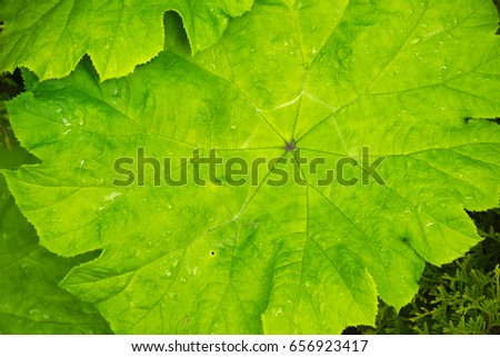 A wide round leaf of grass with rain water.