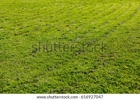 A mown lawn. Green natural background. The concept of gardening or landscaping.
