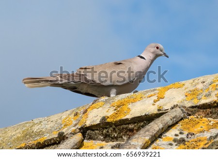 Collared dove seen resting on the apex of an english cottage roof, looking for food in nearby gardens to feed its young.