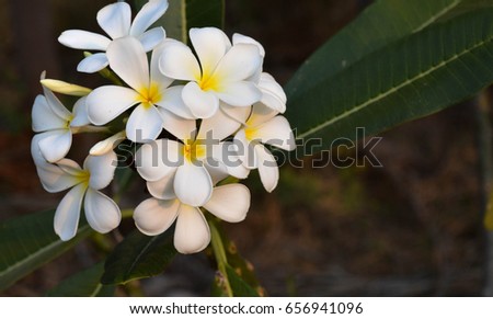Plumeria tree with the white flower 