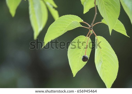 cherry and leaves, against darkness, radiant green and brilliant black