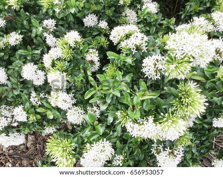 White Ixora Flower