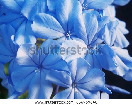 flowers Royalty-Free Stock Photo #656959840