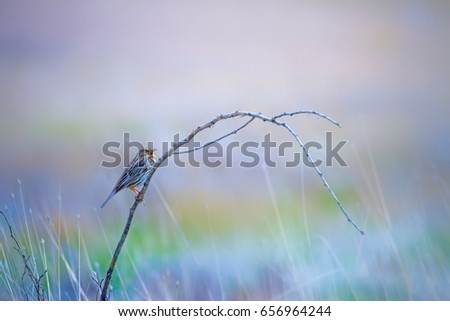 Cute bird on branch. Blue nature background. 
