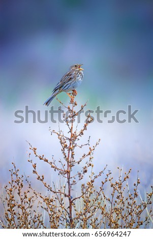 Cute bird on branch. Blue nature background. 
