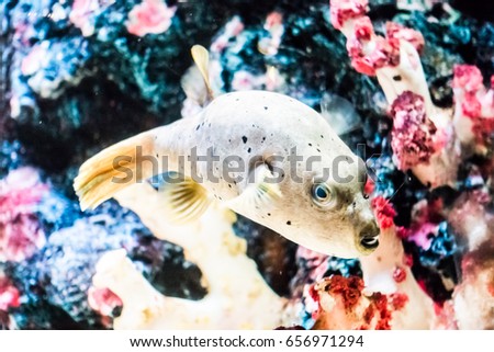 Colorful fish in underwater with coral