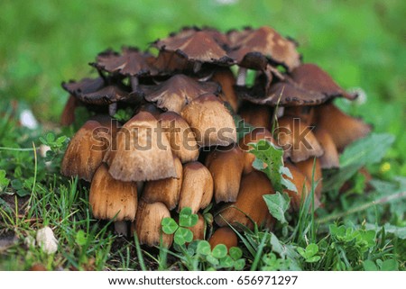Bunch of mushrooms in forest.