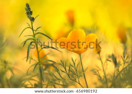 Brilliant buttercup yellow flowers of Eschscholzia californica Californian poppy,golden poppy, California sunlight, cup of gold a species of flowering plant in family Papaveraceae are bright.