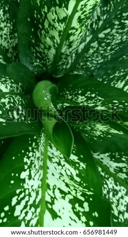 Young Leaf of Dieffenbachia (Dumb Cane) close up