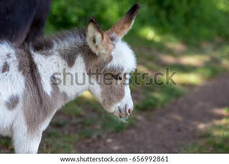 Baby donkey white and light brown in a forest - profile picture with the ears up