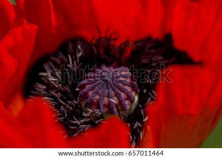 Details of a red poppy