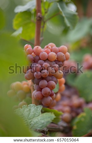 rose red wine grapes