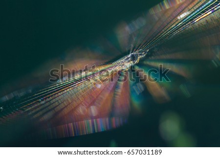 Art of nature colors and shapes. Colorful spider web in sunlight glittering with spider on it