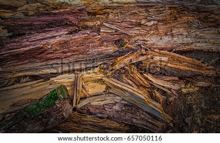 The old and rotten tree trunk... Edited picture which will look great as a background or on a canvas. Colorful details of the wooden parts of the old trunk are beautiful.