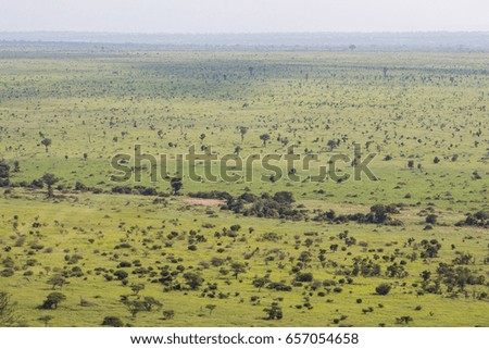 Wide and green landscape view of Kruger National Park