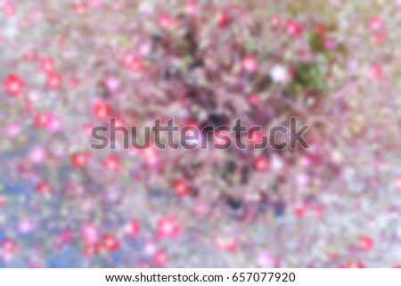 Blossom flower background.Soft focus, abstract blossom.