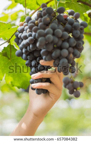 Hand catch black grape in the farm and green leave of grape. Horizontal picture.