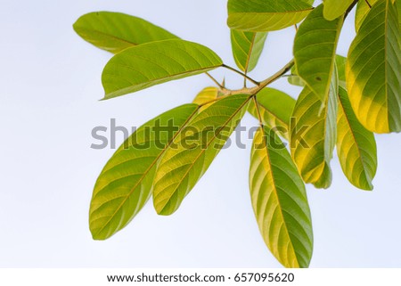 Green leaves  background