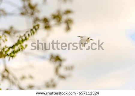 White bird flying into an out of focus background of trees.  Photograph was taken in Anapoima, Colombia, which has a special habitat called dry forest which is great for watching migratory birds.