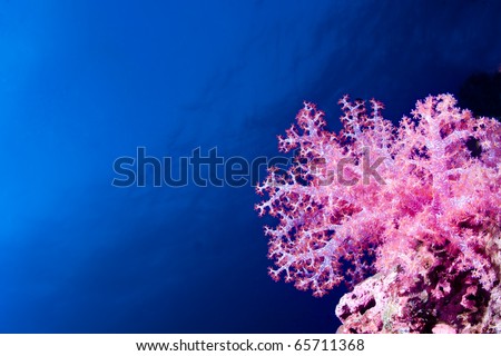 Glowing pink soft coral isolated on a blue water background under water.