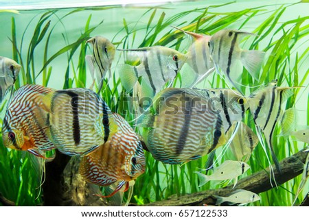 wild Discus (Symphysodon discus) and Wild Angelfish (Pterophyllum scalare) swimming in planted aquarium