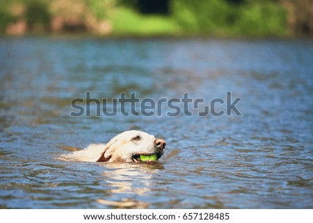 Summer time with dog. Labrador retriever with tennis ball is swimming in the river.