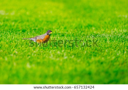 An American robin hunts for food among green grass at a local park