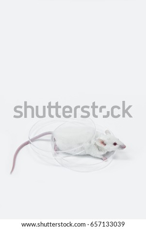 Laboratory experimental mice for biological test