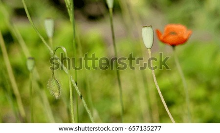 A poppy pops in the wind.May poppies in the meadow.Beautiful, gentle, field poppy.Fragile, delicate creature.
Under the gust of wind, I stood.Lonely poppy. Beautiful, gentle, field poppy.