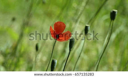 A poppy pops in the wind.May poppies in the meadow.Beautiful, gentle, field poppy.Fragile, delicate creature.
Under the gust of wind, I stood.Lonely poppy. Beautiful, gentle, field poppy.