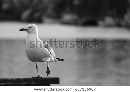 Black and white seagull, water background. 