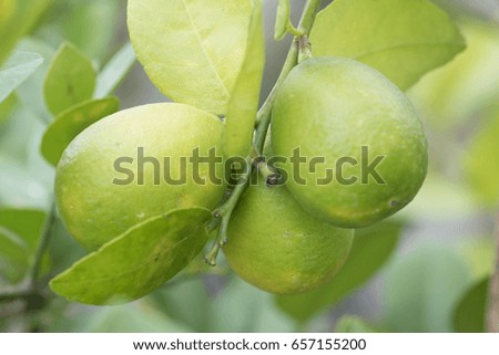 green lemon in tree