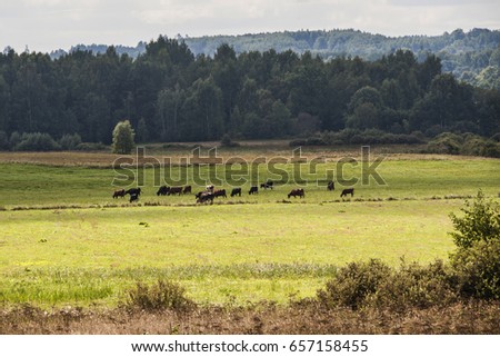 Cows on the green grass field near the forest trees under the blue cloudy sky in hot brihgt and sunny summer day