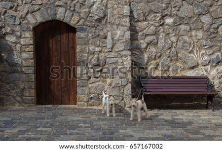 Two coarse fox terrier posing near a bench and a gate