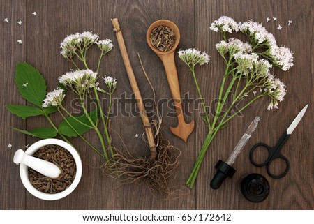 Valerian herb root and flowers with dropper bottle and mortar with pestle over oak background. Used as an alternative to valium in natural medicine. Is a sedative, adaptogen and nervine. Royalty-Free Stock Photo #657172642