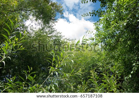 Cloudy sky through plants and trees