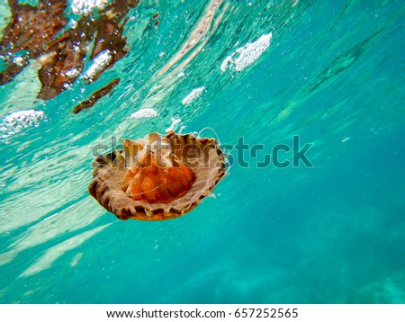 Jellyfish Underwater Photo