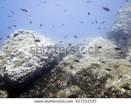 Underwater sea bottom reef and school of fish