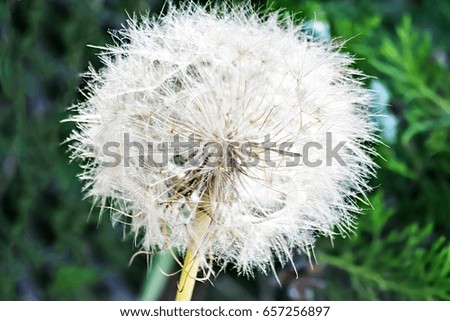 Picture of the big white blowball head on a green background