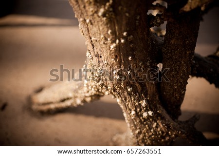 Driftwood texture barnacles beach sunset tree wood