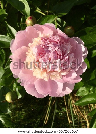 Pink peony flower in garden