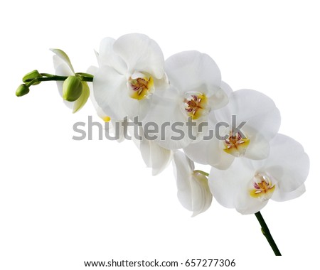 Delicate orchid branch blossoming with large flowers isolated on white background. Blooming twig of Phalaenopsis. Royalty-Free Stock Photo #657277306