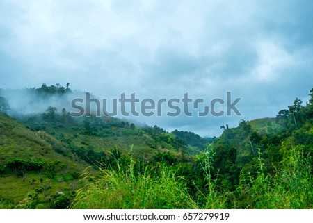camping in the deep forest on top of the mountain and see green trees and thick fog after heavy rain at night 