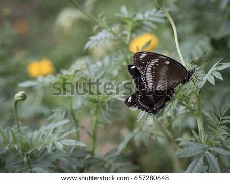 Butterfly On marigold garden