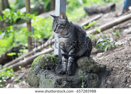 Cat thai in the garden. Domestic cat portrait. Cat life.